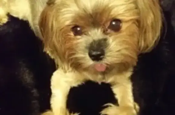 Потерянные животные Москва, фото: Пропала собака в Москве, вознаграждение