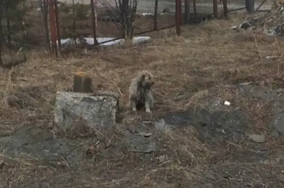 Пропала собака в Сосногорске!