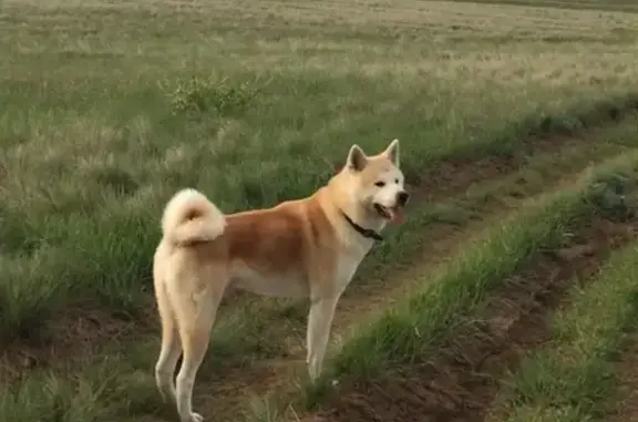 Пропала собака в посёлке Горьковский, Советский район, Волгоград