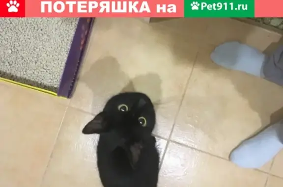 Найден кот в районе Бебеля (Екатеринбург)
