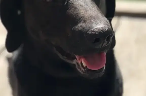 Собаки потеряшки, Москва, фото: Потеряшка собака в Москве: Котловка, Академический (25 июня)