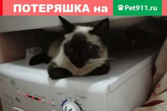 Пропала тайская кошка Сима в деревне Ямуга, Московская область