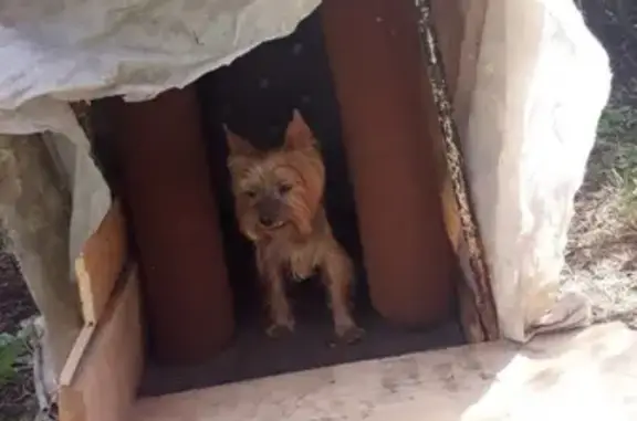 Пропала собака в СНТ Перейма, возраст 11 лет, зовут 