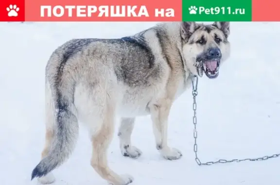 Пропала собака в д. Подволок, Пермский край