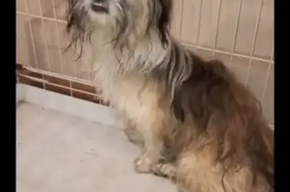 Найдена собака на улице лесной в Таватуе
