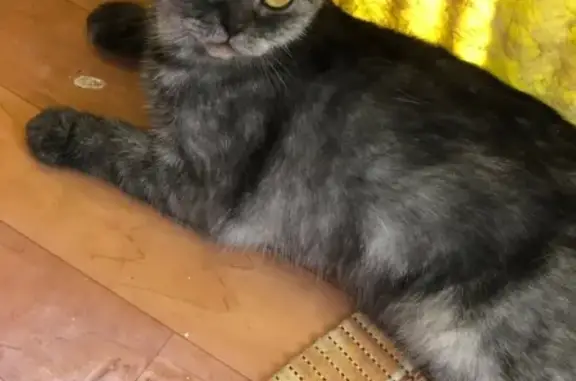 Пропала кошка Муся в Электропоселке, Малаховка