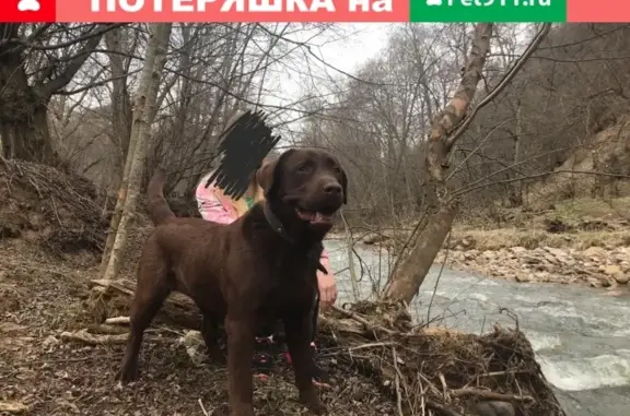 Собаки потеряшки, Невинномысск, фото: Потеряшка собака Ричард в поселке Энергетик