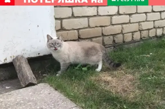 Пропала кошка на дачном массиве в Тольятти