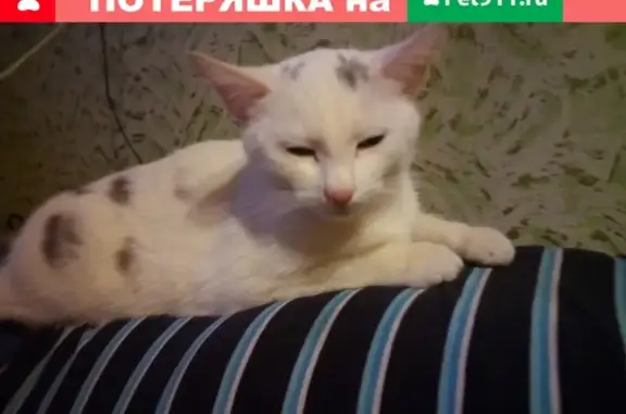 Найдена кошка на ул. Калинина, Петрозаводск