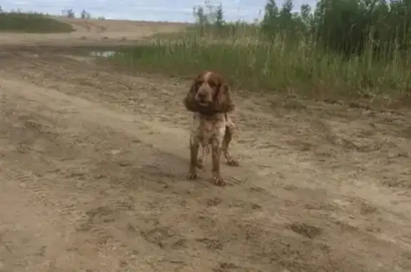 Найдена собака в Нефтеюганске около Голубого озера