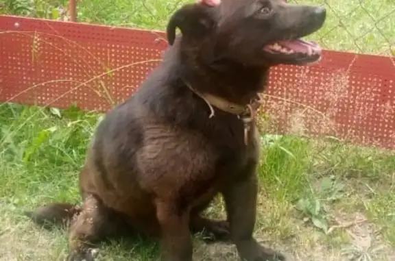 Найдена собака в СНТ, Чеховский район!