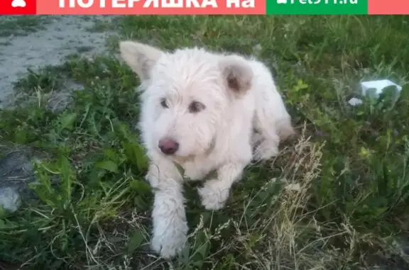 Найдена собака на Шекснинском проспекте 30, Череповец