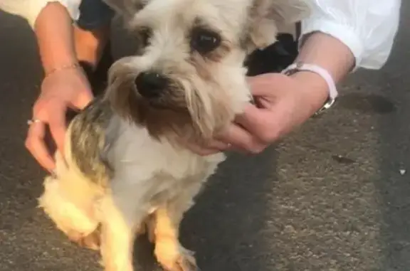 Найдена собака в д. Третьяково, Клинский район