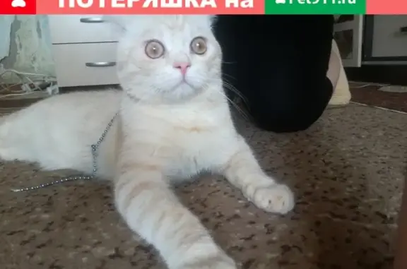 Найден кот в Северном поселке, Нижний Новгород