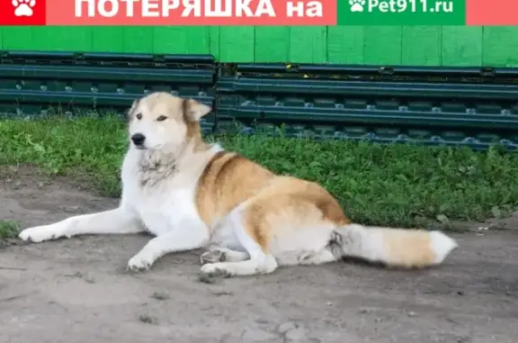 Пропала собака Синди в Нерчинске, Забайкальский край