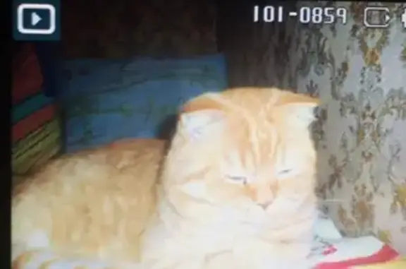 Пропала кошка по адресу в Хабаровском крае