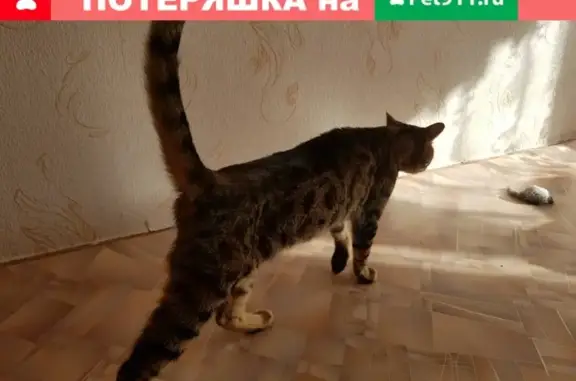 Пропал кот породы Бенгалец в Малиновке, Красноярский край