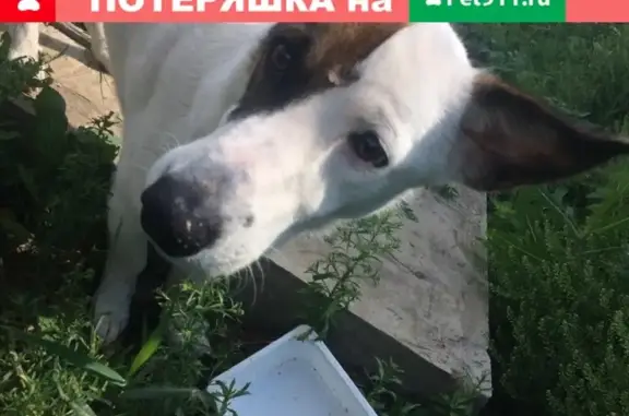 Найдена собака в Кургане: https://m.vk.com/ermolaevae83