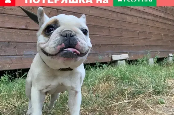 Найдена собака в Ленинском районе Московской области