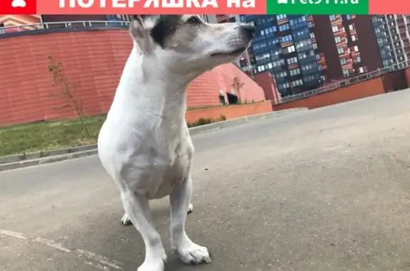 Собака Чей Джек найдена в Сергиевом Посаде на 1-ой ударной.