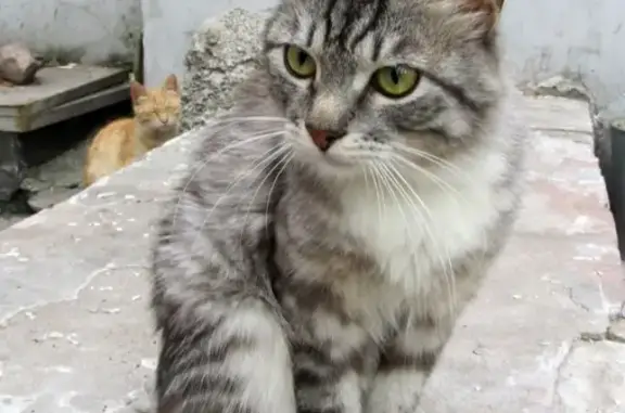 Найден котик на улице Вагжанова, ищут хозяев или передержку!