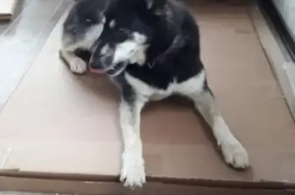 Пропала собака ТОРА в Курске