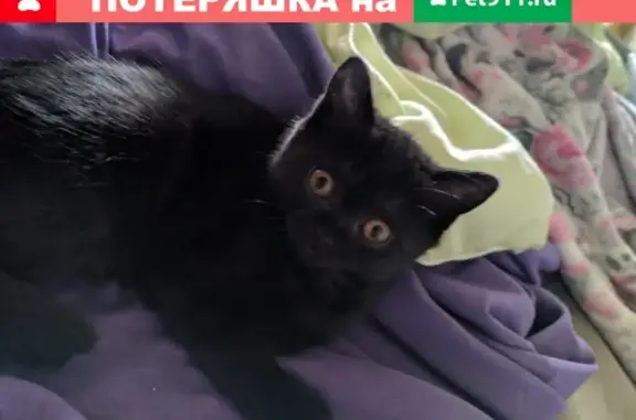 Пропала кошка Ася в Первоуральске, Подволошная