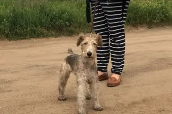 Найдена собака на улице Подвишенская, ищем владельцев!