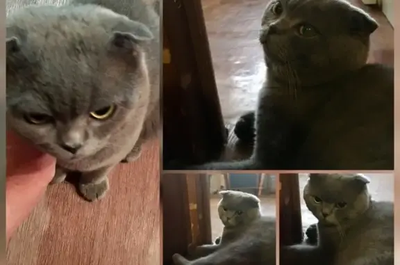 Найдена кошка на Свердлова 74 в Тольятти