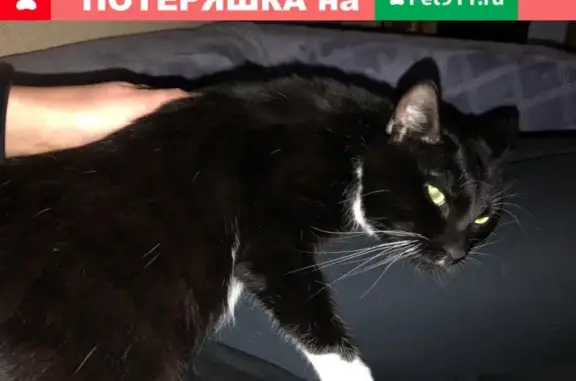 Кошки потеряшки, Москва, фото: Потеряшка кошка Арчи, Б. Серпуховская ул., 40с2, Москва.