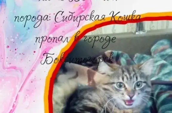 Пропала кошка Бомжик по адресу Городская улица д.3, Ленобласть