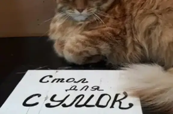 Найдена кошка на ул. Василия Ивановна, 7 микрорайон.