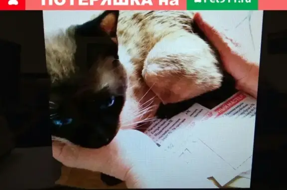Найден котик на ул. Профсоюзная, Москва - ищем хозяина!