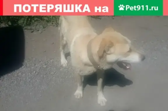Найдена собака в районе аэропорта Кемерово