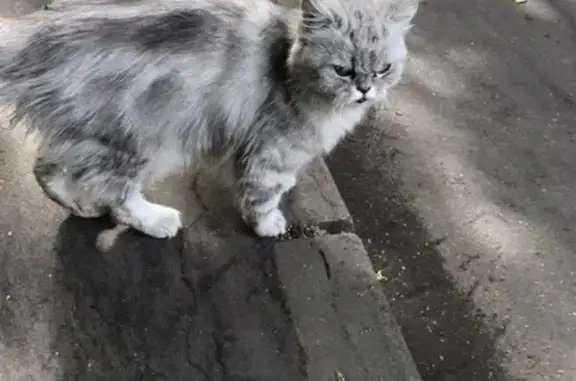 Найдена персидская кошка в Москве, ищем хозяев или передержку