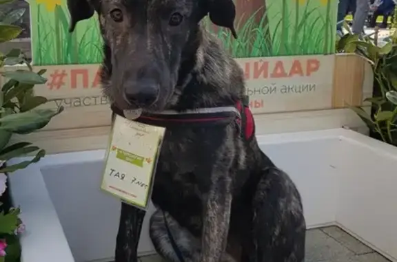 Собаки потеряшки, Домодедово, фото: Потеряшка собака Тая, вознаграждение 10 000 рублей, Домодедово.