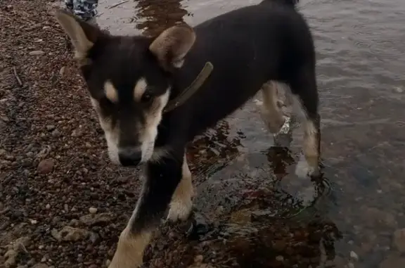 Пропала собака в Лесосибирске, помогите найти!