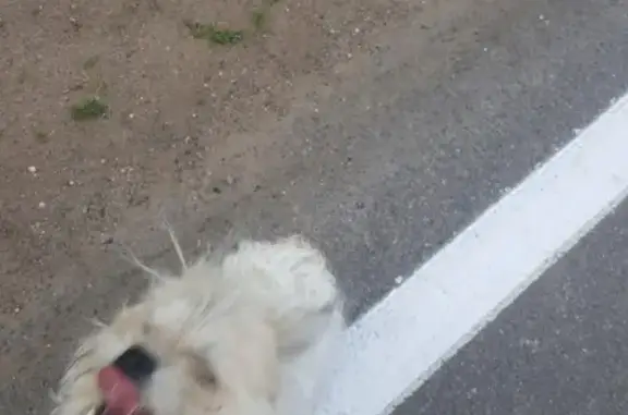 Найдена собака в Гатчине, звоните