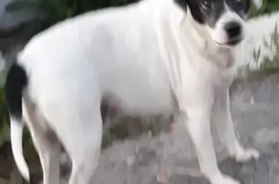 Найдена домашняя собака в Томске, ищем хозяина!