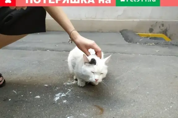 Найден кот на Новой Переведеновской