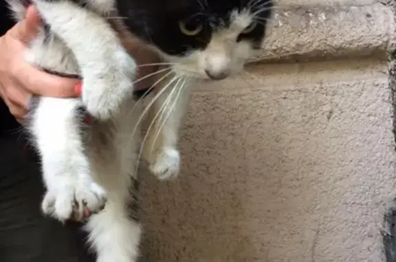 Найден черно-белый котенок на Благодатной