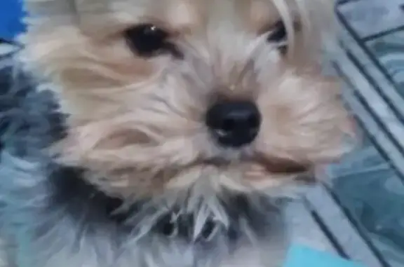 Собаки потеряшки, Сафоновский район, фото: Потеряшка пёс в Лядно, Смоленская область