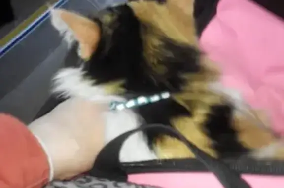 Потерянные животные Райманово, фото: Пропала кошка в Райманово, звоните!