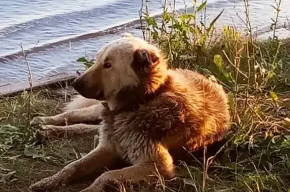 Собака найдена на берегу Волги, ниже пристани Шелехметь, Самара.