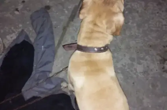 Собака найдена на пересечении Октябрьской и Демьяна в Абинске