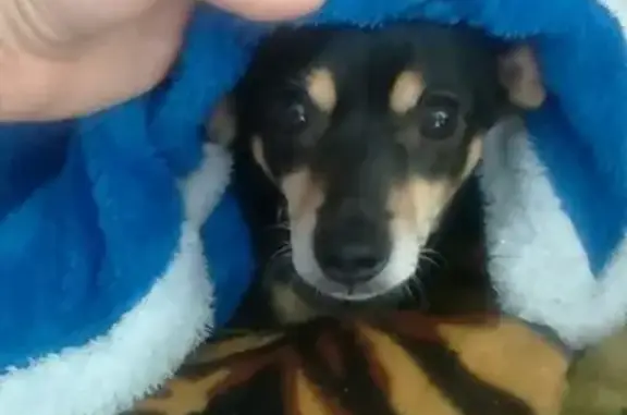 Пропала собака Джуля в Прокопьевске https://vk.com/id80524247