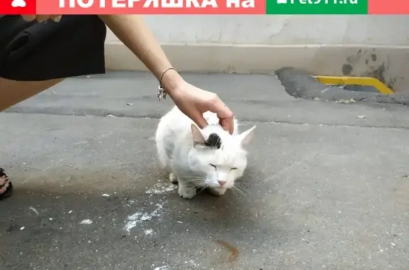 Найден кот с желтым ошейником на Новой Переведеновской, дом 4.