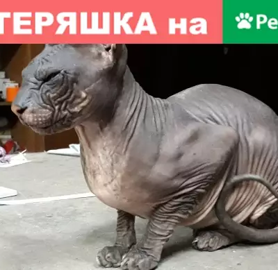 Найден домашний кот породы Сфинкс в Кемерово