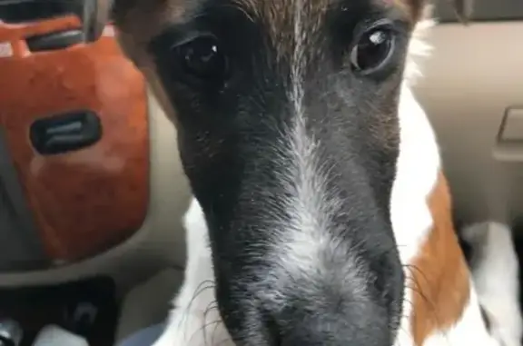 Собаки потеряшки, Калининград, фото: Потеряшка собака в Зеленоградском районе, Калининград: гладкошерстный фокстерьер Мося.