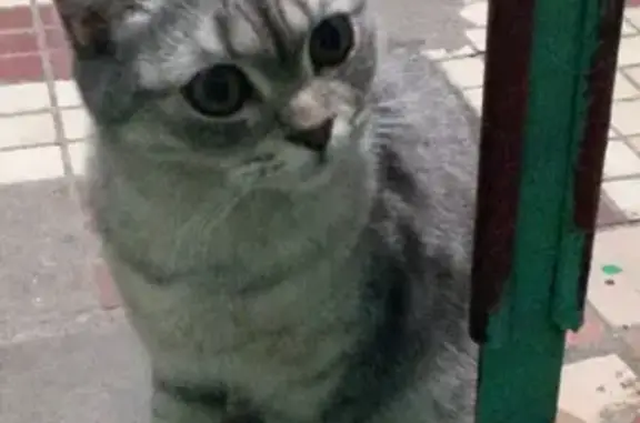 Найдена домашняя серая кошка на Зеленодольской